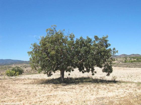 algarrobo-Corvera